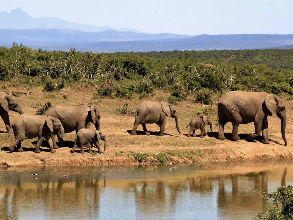 Kruger NP olifanten Zuid Afrika groepsrondreis 4